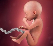 О внутриутробном развитии ребёнка во время беременности